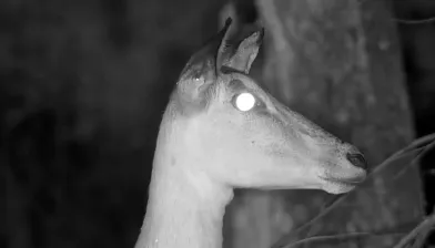 regards blancs